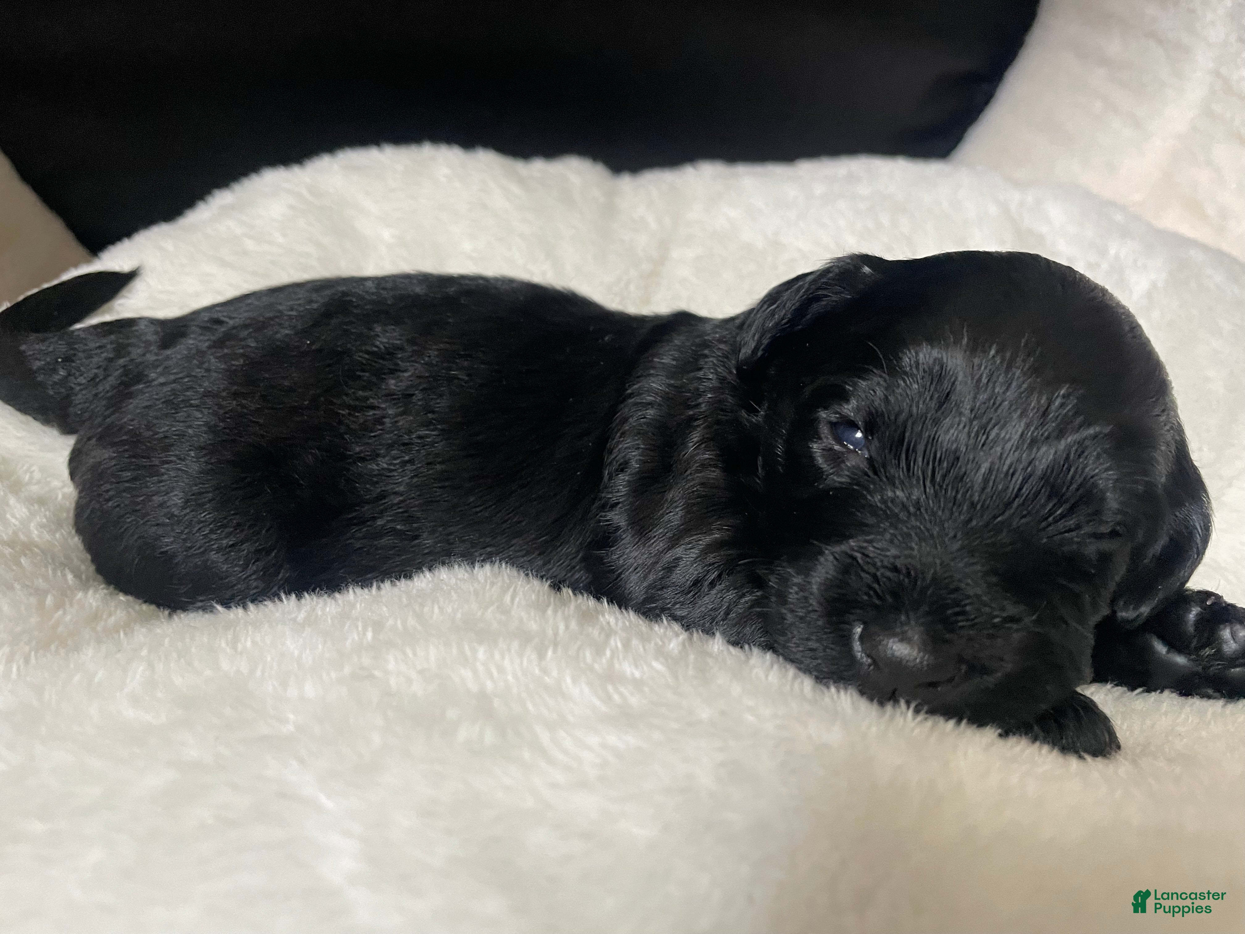 Labradoodle dogs Shadow - Ad 26