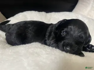 Labradoodle dogs Shadow - Ad 26