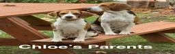 Beagle dogs for sale: Beagle Puppy 6 - Ad 12