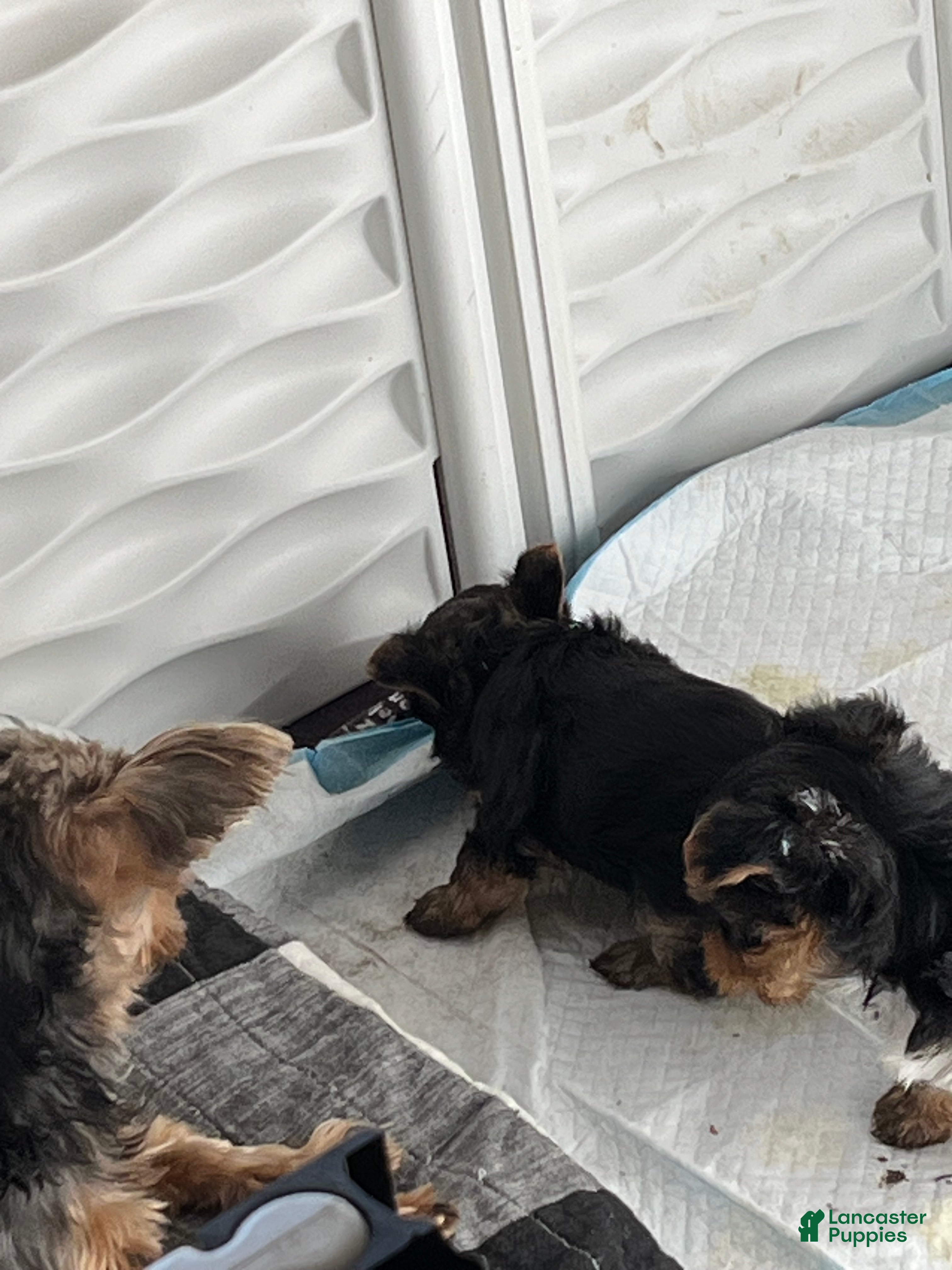 Yorkshire Terrier dogs Yorkshire Terrier 1 - Ad 18