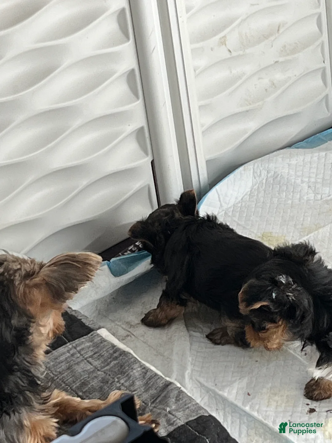 Yorkshire Terrier dogs for sale: Yorkshire Terrier 1 - Ad 1