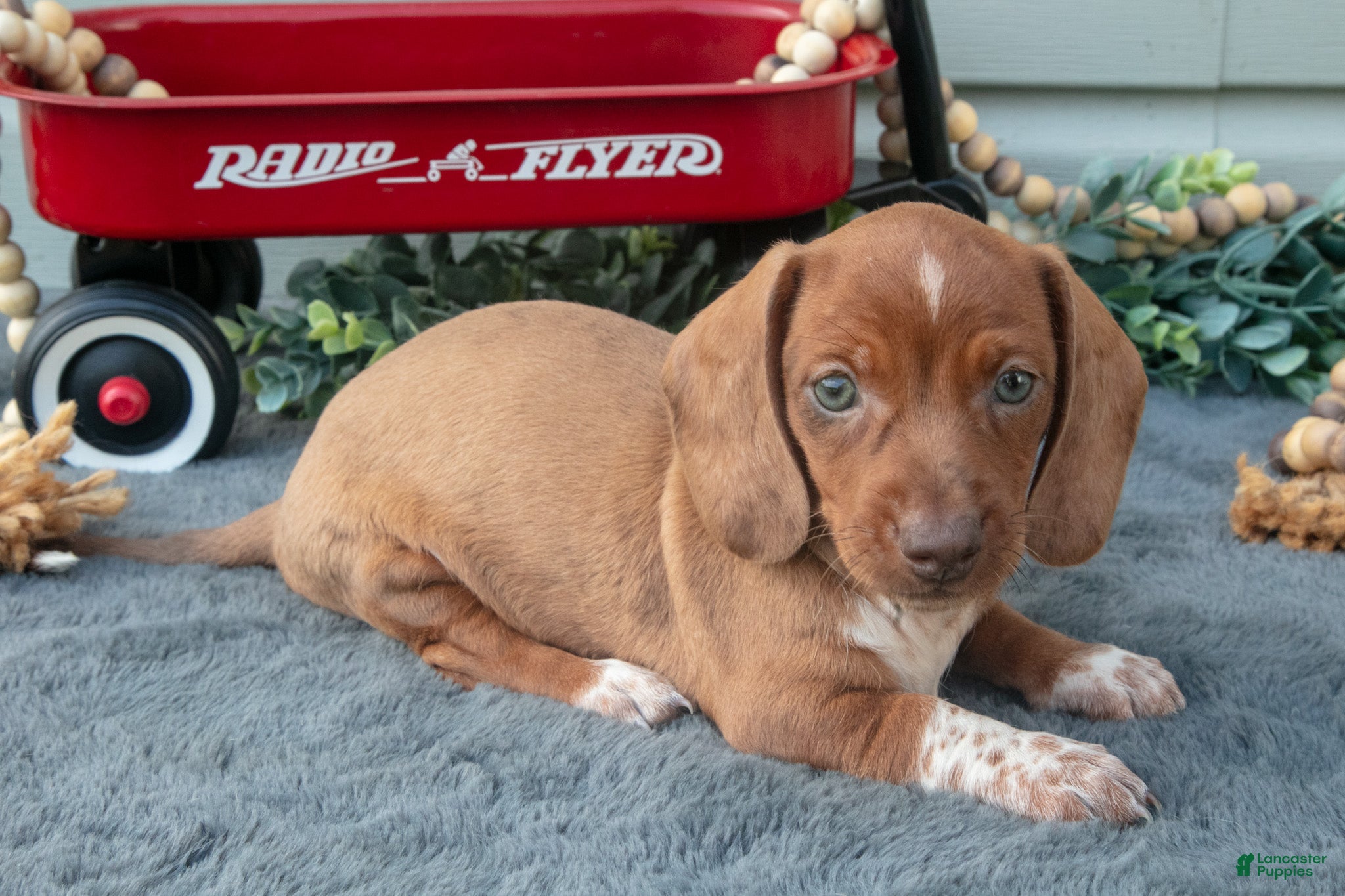 Miniature Dachshund dogs Mason - Ad 2