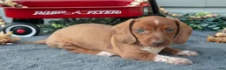 Miniature Dachshund dogs for sale: Mason - Ad 2