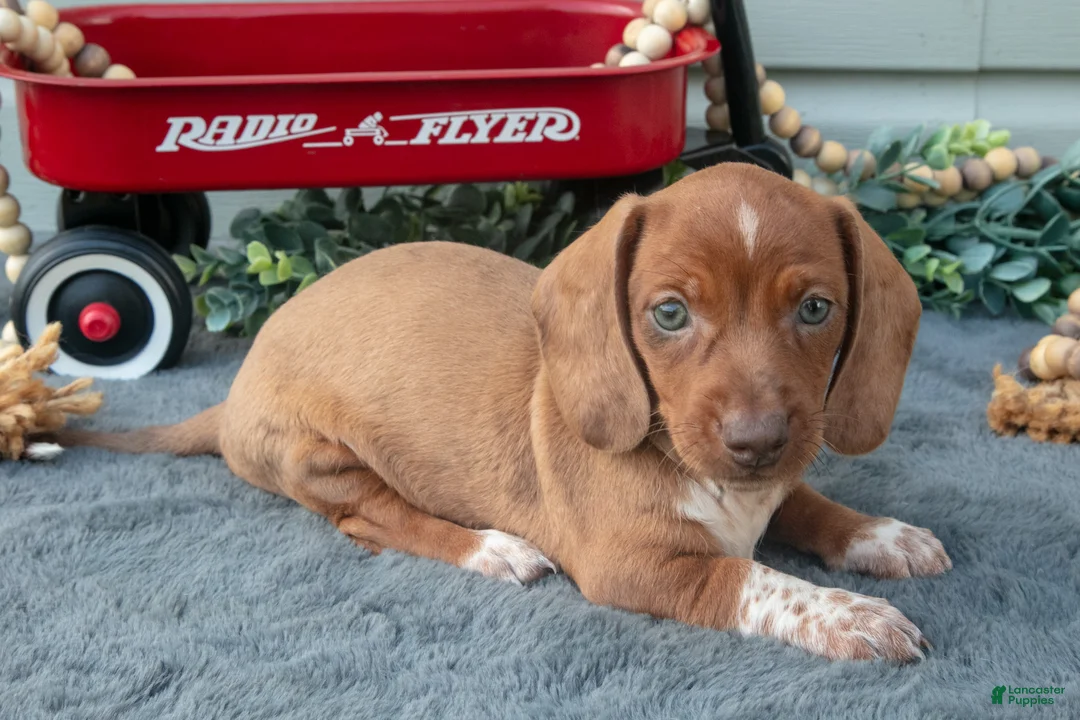 Miniature Dachshund dogs for sale: Mason - Ad 2