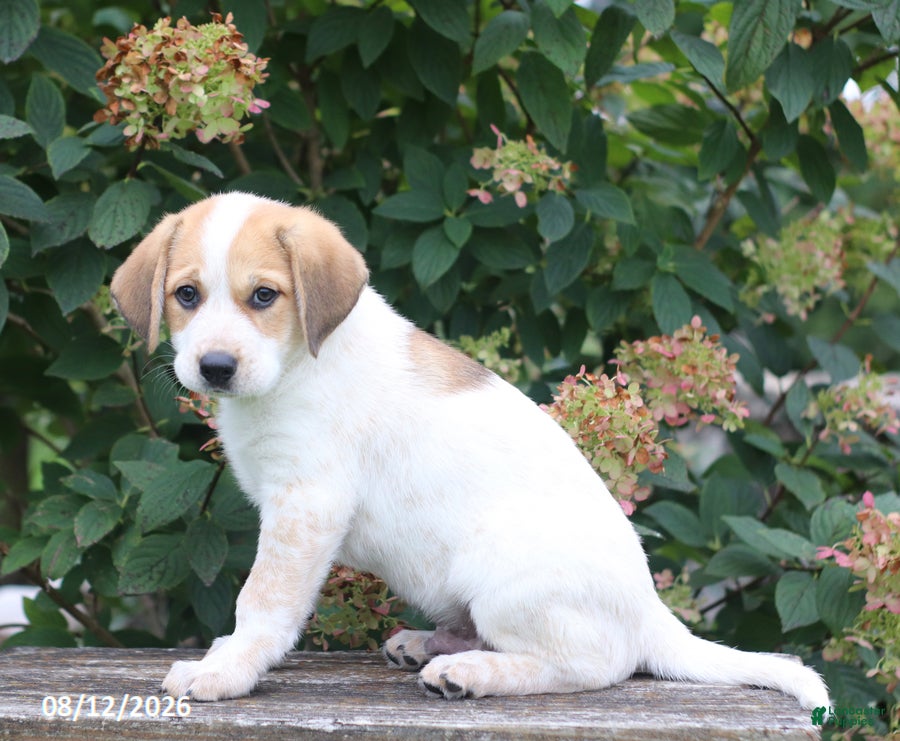 Mixed Breed dogs Spud - Ad 2