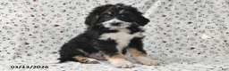 Bernedoodle dogs for sale: Boomer - Ad 3
