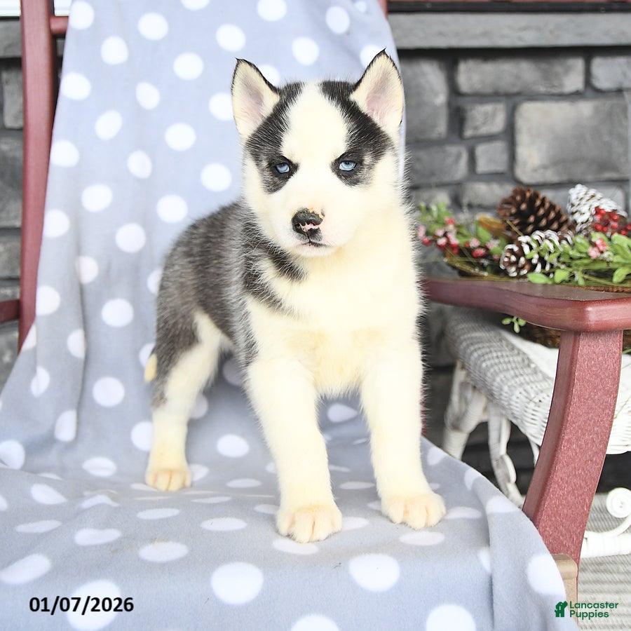 Siberian Husky dogs Ace - Ad 6