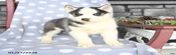Siberian Husky dogs for sale: Ace - Ad 1