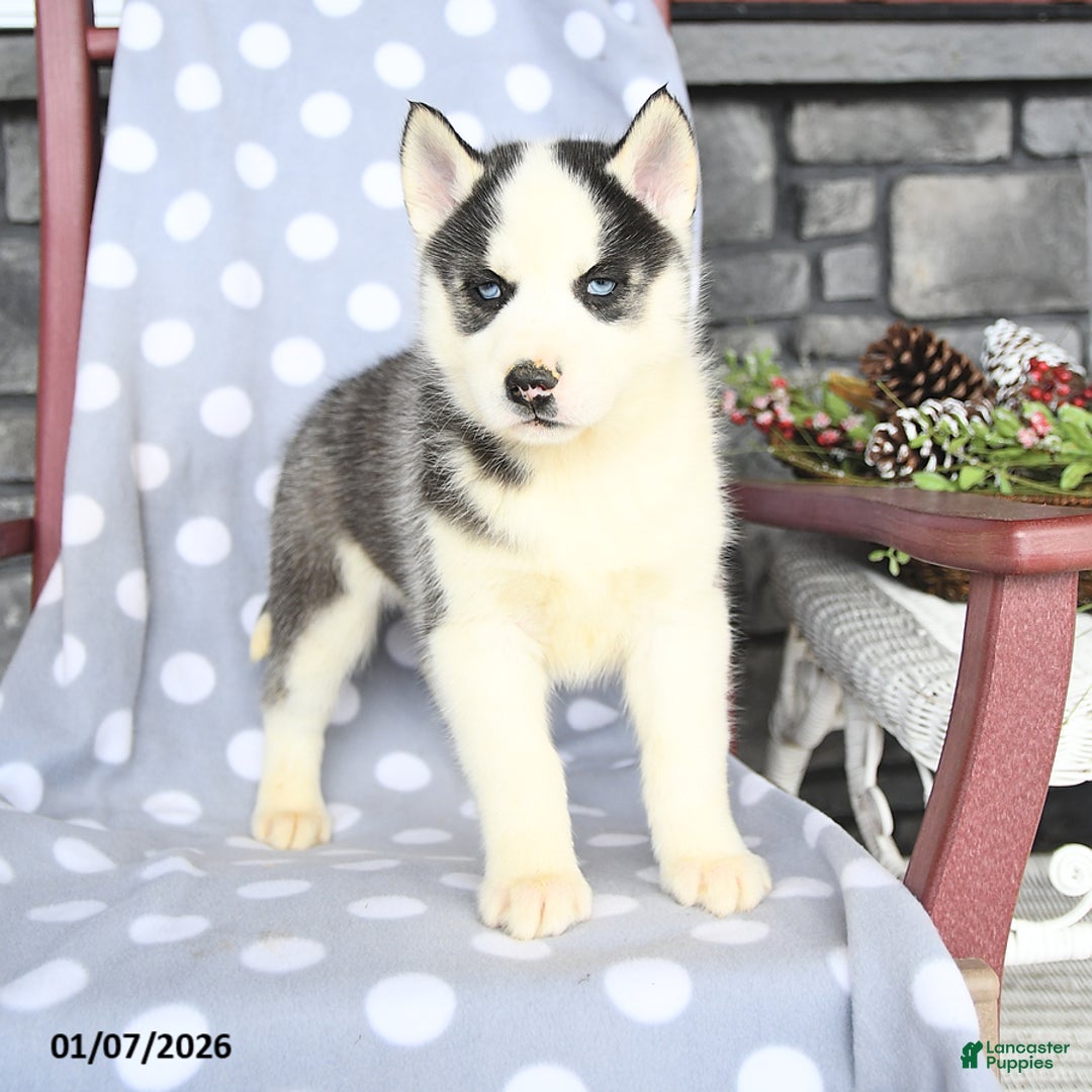 Siberian Husky dogs for sale: Ace - Ad 1