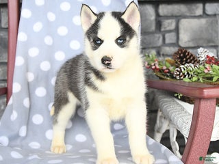 Siberian Husky dogs Ace - Ad 6