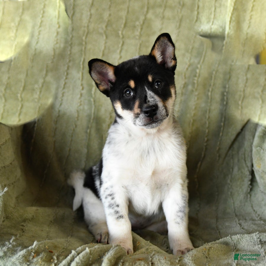 Mixed Breed dogs Sera - Ad 4