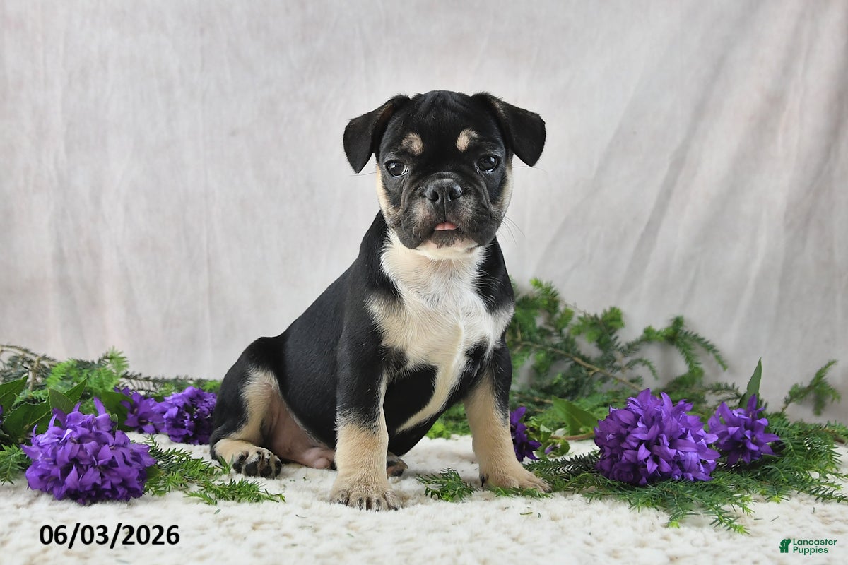 French Bulldog dogs Ike - Ad 2