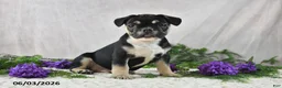 French Bulldog dogs for sale: Ike - Ad 2