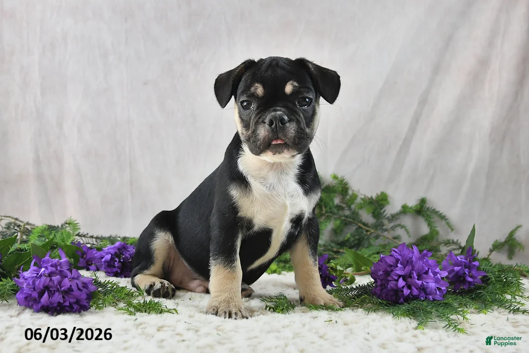 French Bulldog dogs for sale: Ike - Ad 2