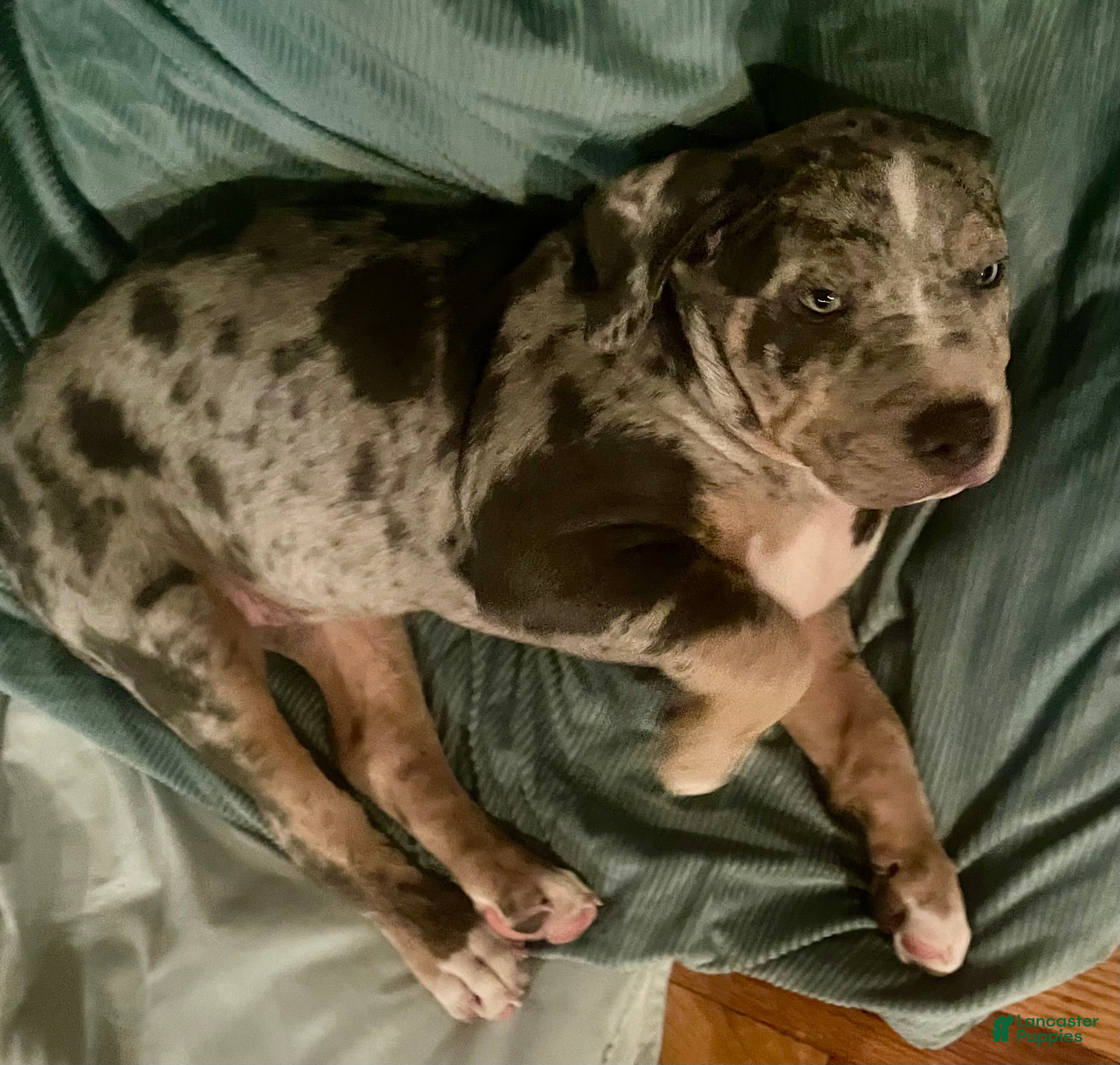 American Bully dogs Norman "Chubsy-Ubsy" - Ad 2