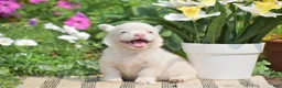 Welsh Corgi Pembroke dogs for sale: Crystal - Ad 8