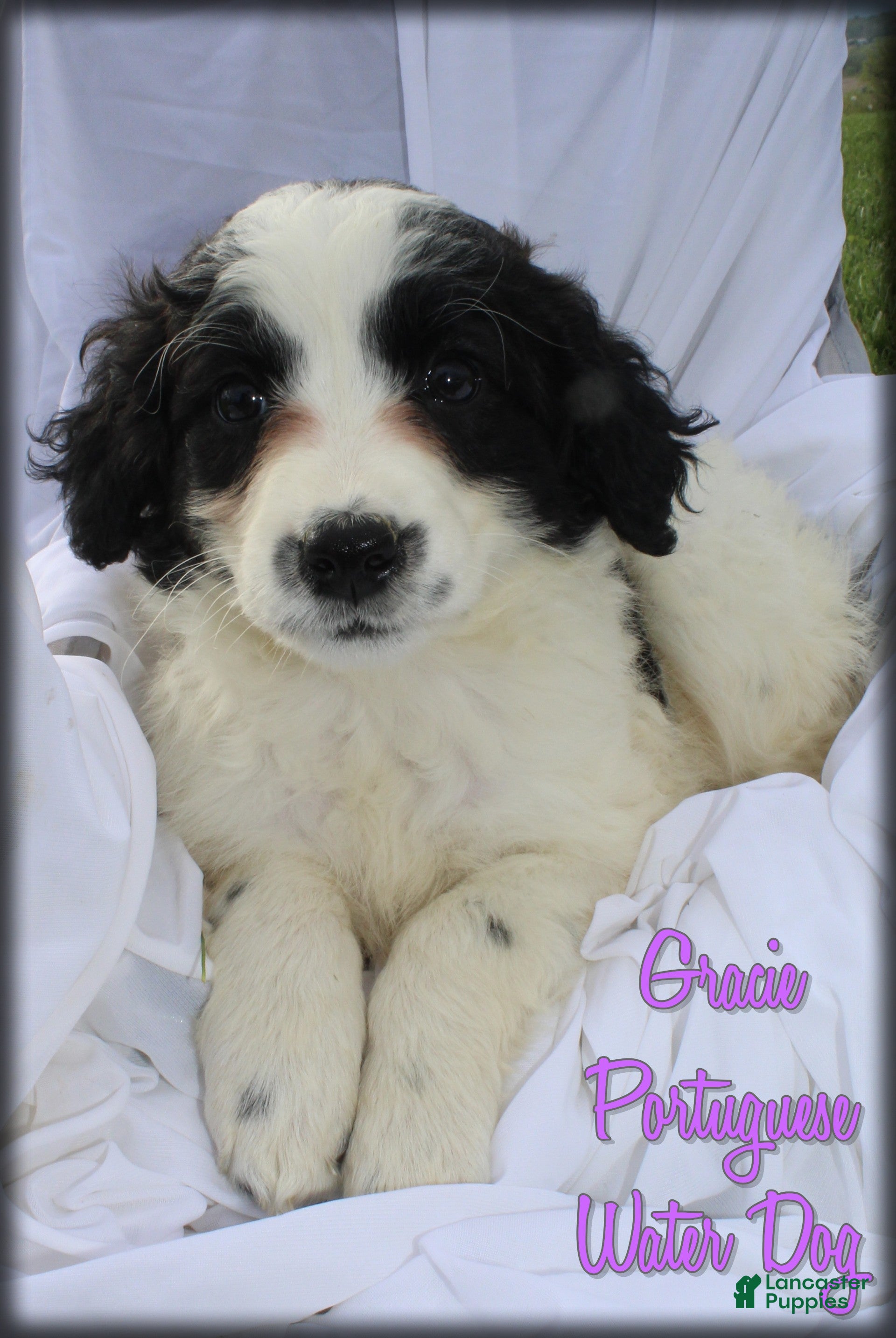 Portuguese Water Dog dogs Gracie - Ad 2