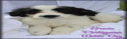 Portuguese Water Dog dogs for sale: Gracie - Ad 2