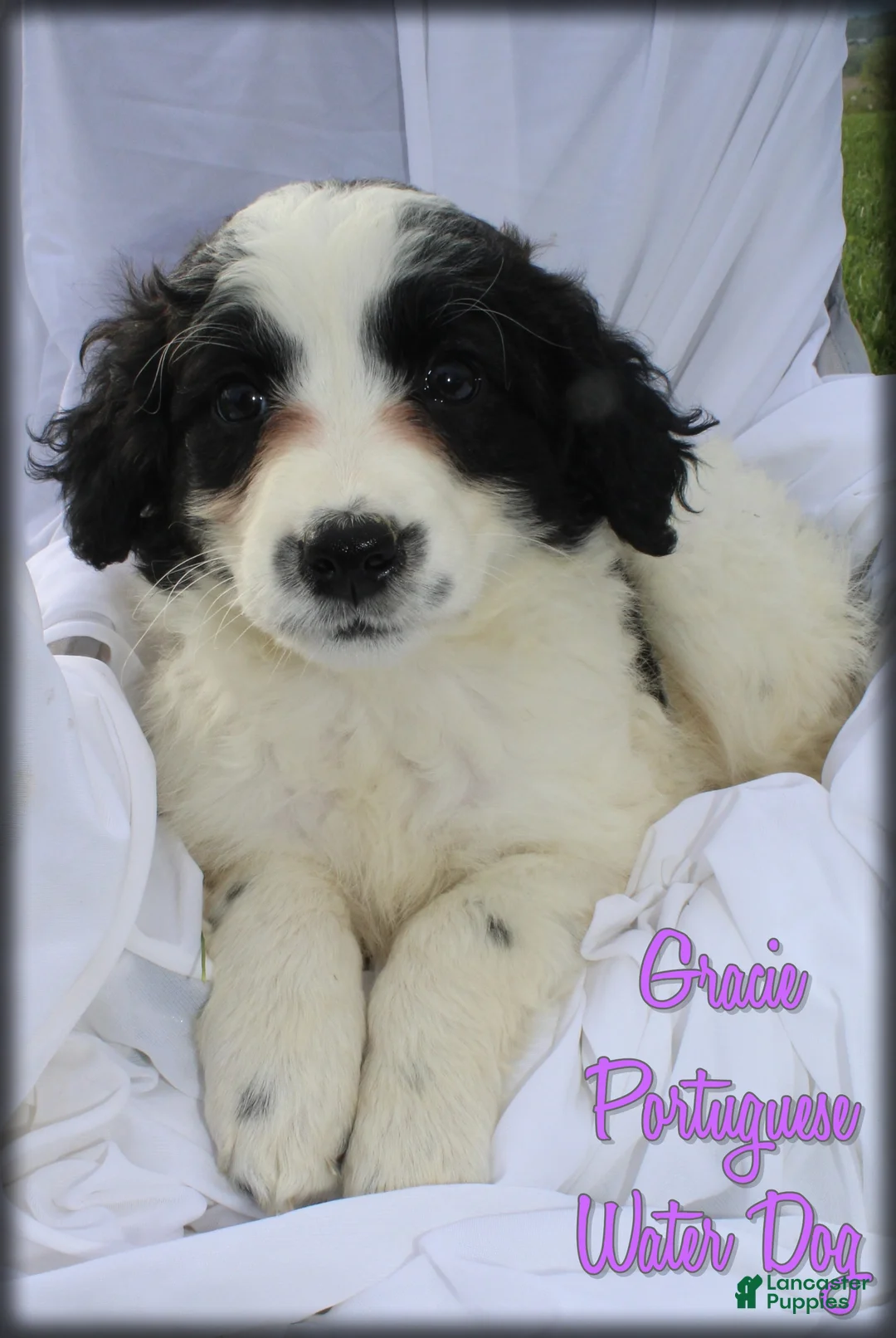 Portuguese Water Dog dogs for sale: Gracie - Ad 2