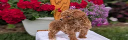 Toy Poodle dogs for sale: Luna - Ad 6