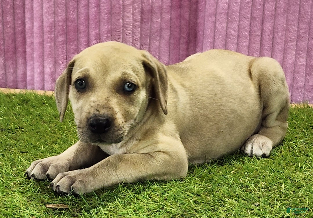 Catahoula Leopard Dog dogs for sale: Duchess 2025 Female 2 - Ad 9