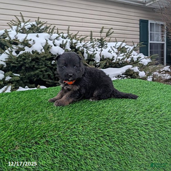 German Shepherd dogs Maverick - Ad 6