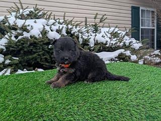 German Shepherd dogs Maverick - Ad 8