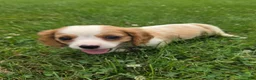 Cavalier King Charles Spaniel dogs for sale: Rider - Ad 4