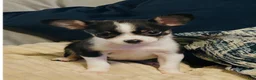Chihuahua dogs for sale: Chihuahua Puppy 1 - Ad 2