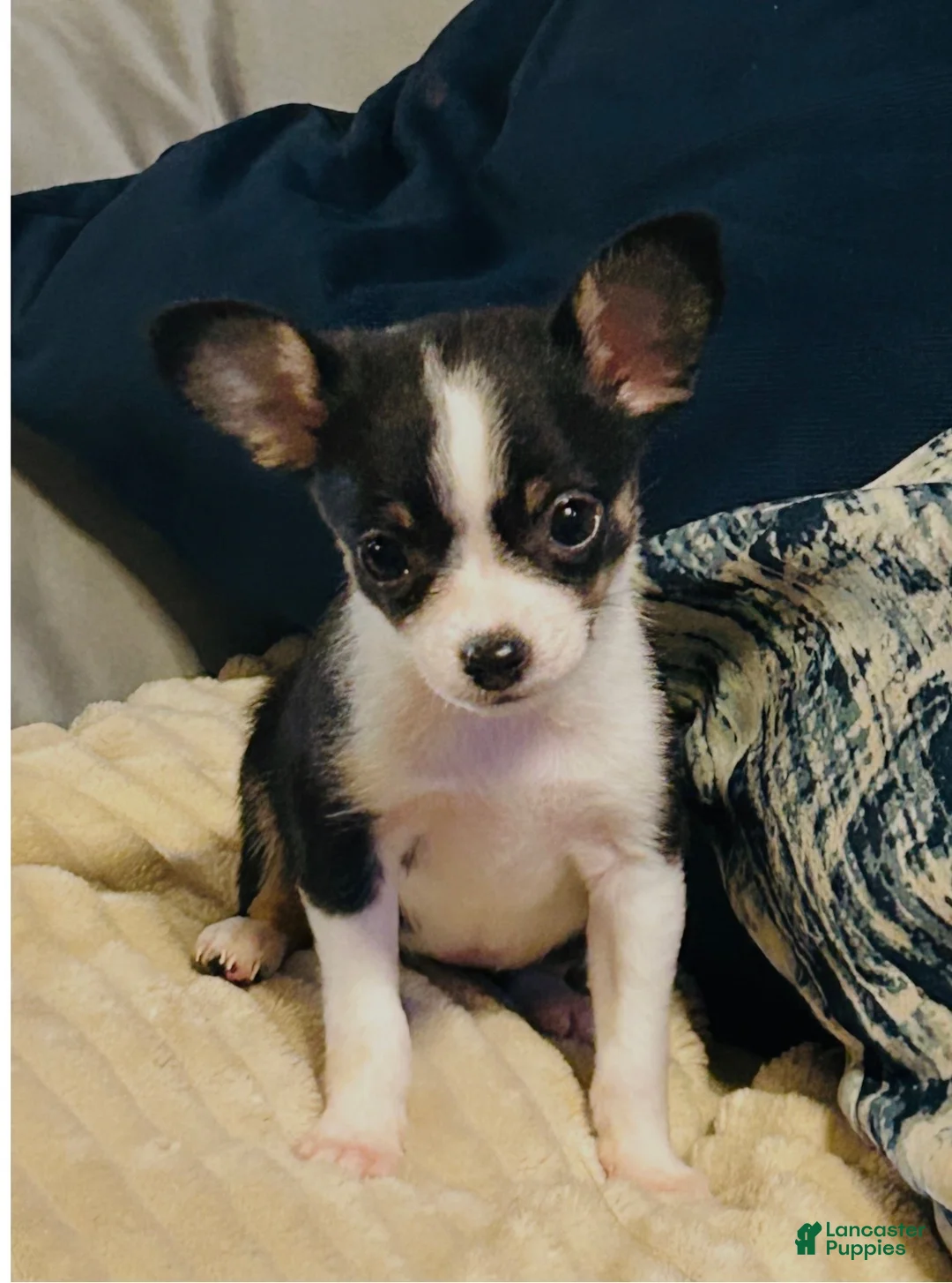 Chihuahua dogs for sale: Chihuahua Puppy 1 - Ad 2