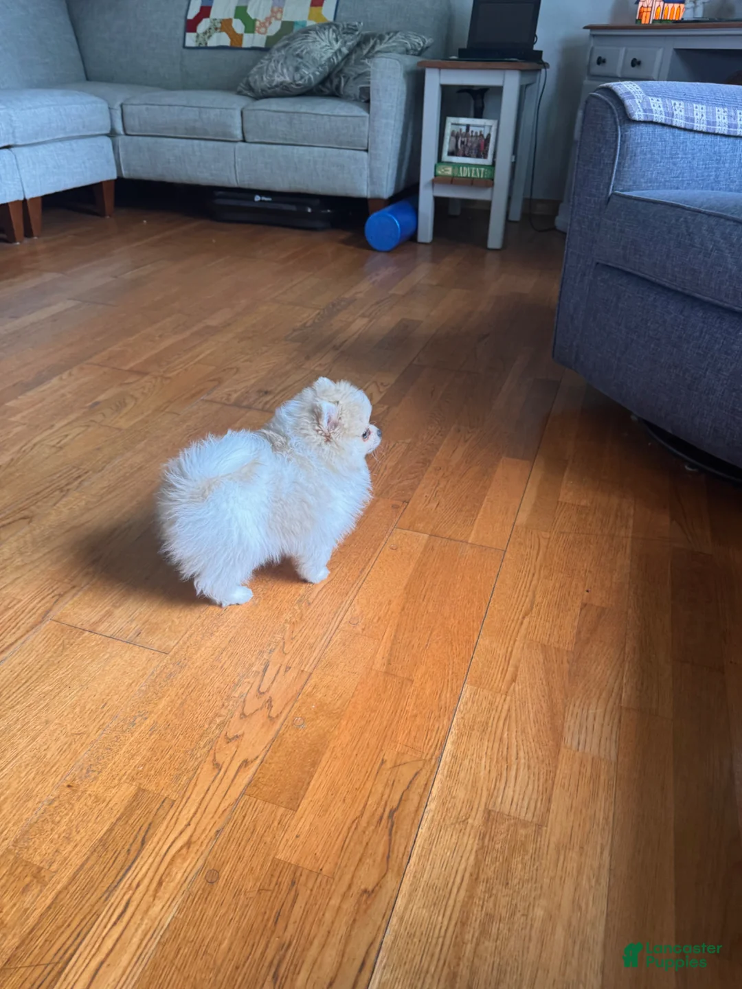 Pomeranian dogs for sale: Pomeranian Puppy 1 - Ad 2