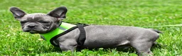 Mixed Breed dogs for sale: Freddy - Ad 7