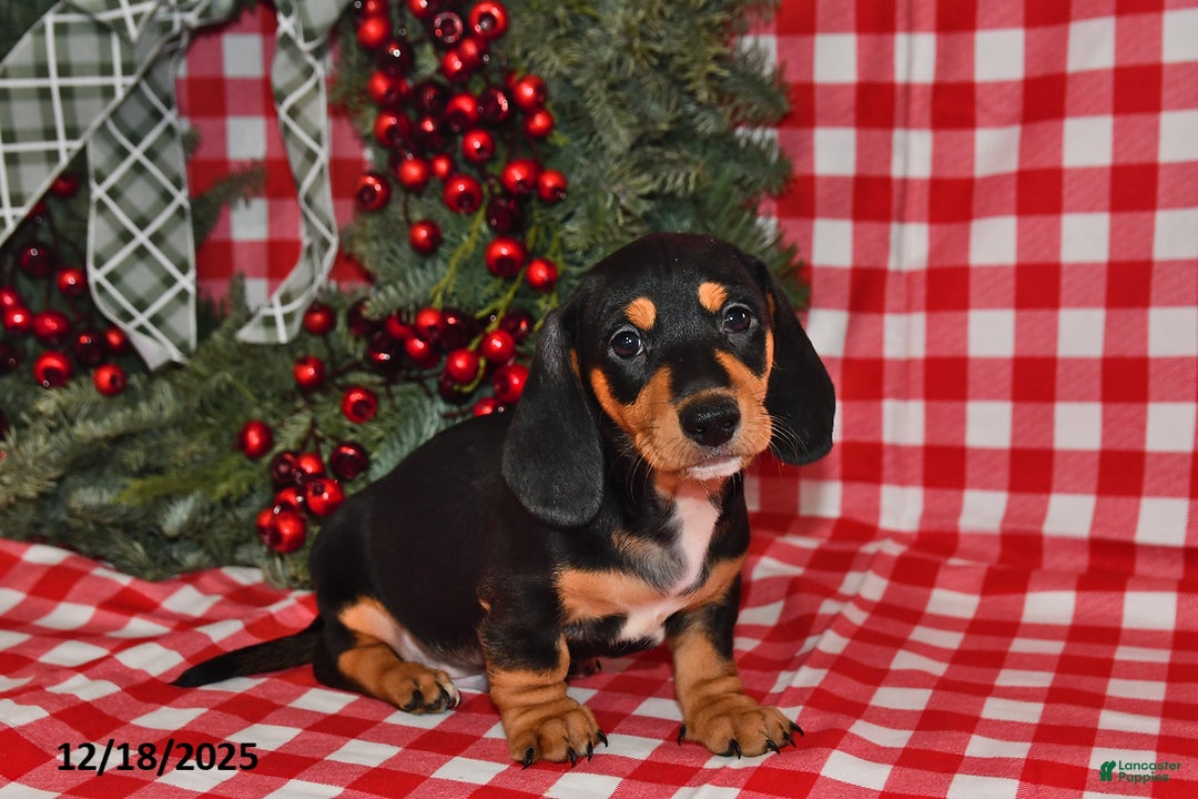 Miniature Dachshund dogs for sale: Buttons - Ad 2