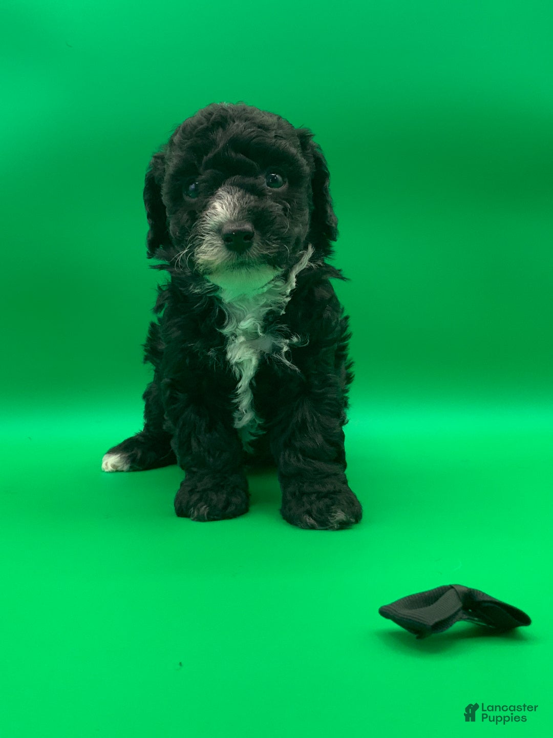 Toy Poodle dogs for sale: Beaner - Ad 1