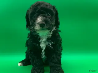 Toy Poodle dogs Beaner - Ad 13