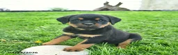 Rottweiler dogs for sale: Buttercup  - Ad 2