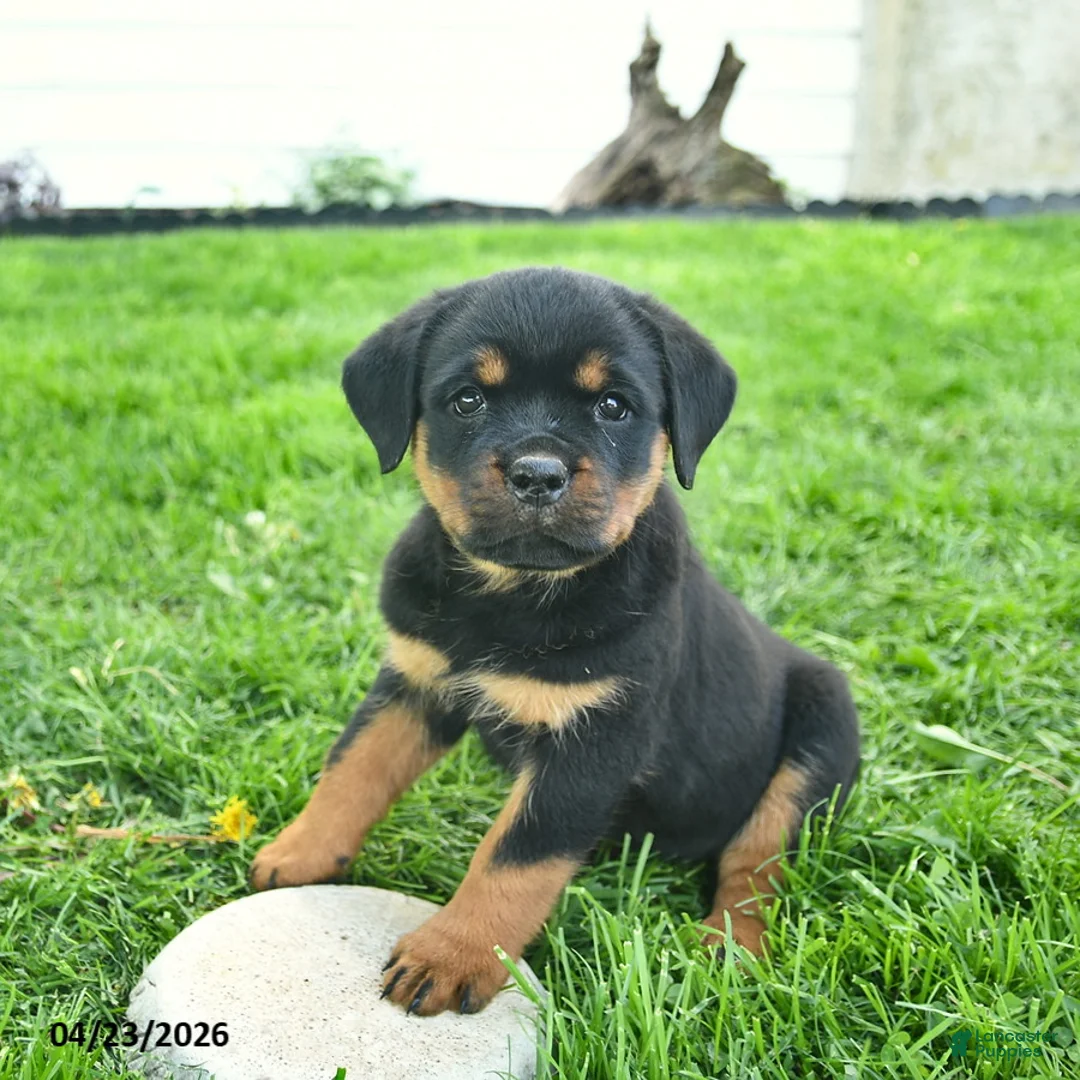Rottweiler dogs for sale: Buttercup  - Ad 2
