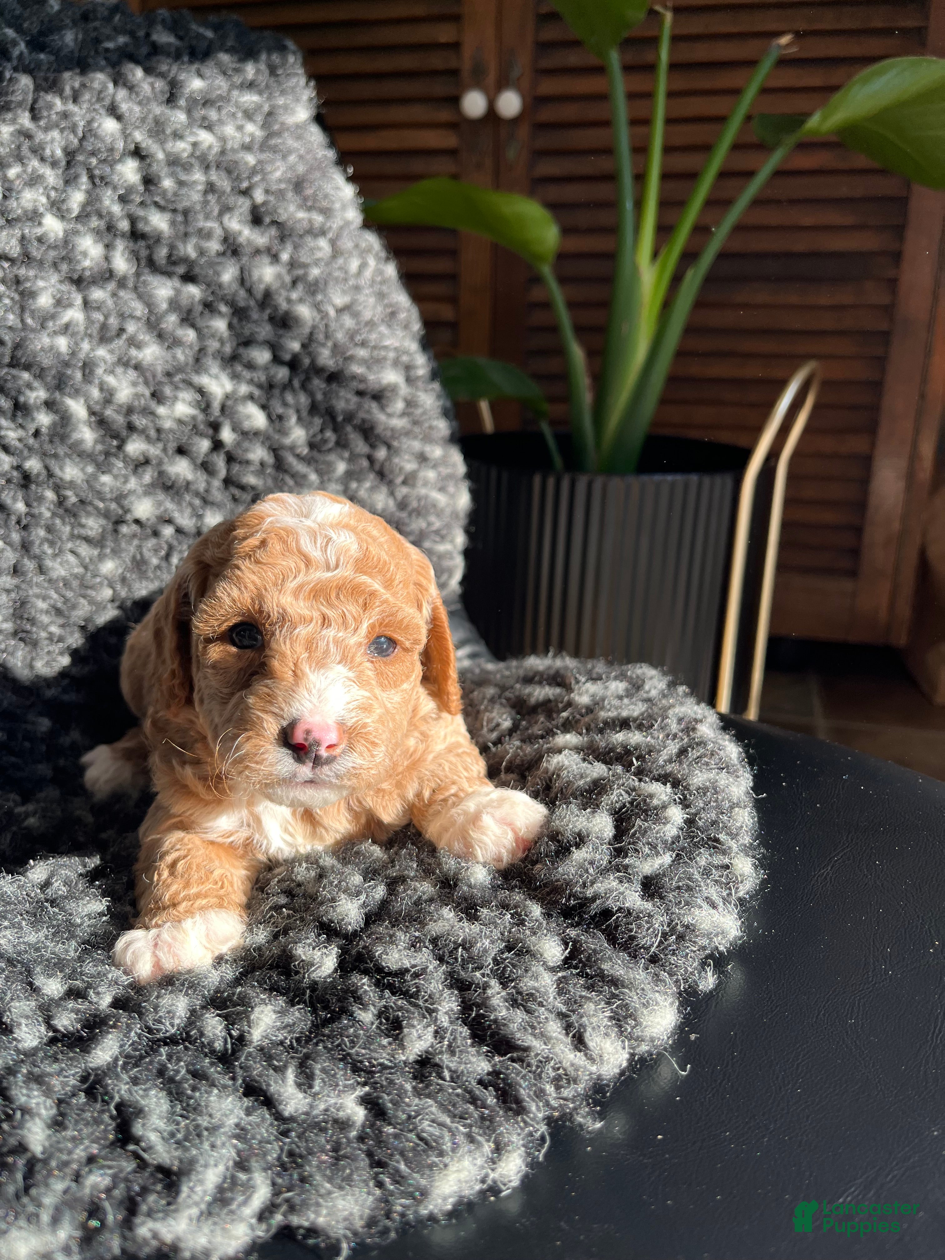 Mini Goldendoodle dogs Ophelia - Ad 26