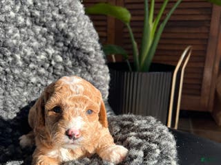 Mini Goldendoodle dogs Ophelia - Ad 30