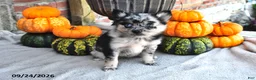 Pomsky dogs for sale: Tessa - Ad 4