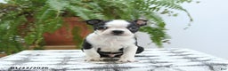 Boston Terrier dogs for sale: Jersey - Ad 3