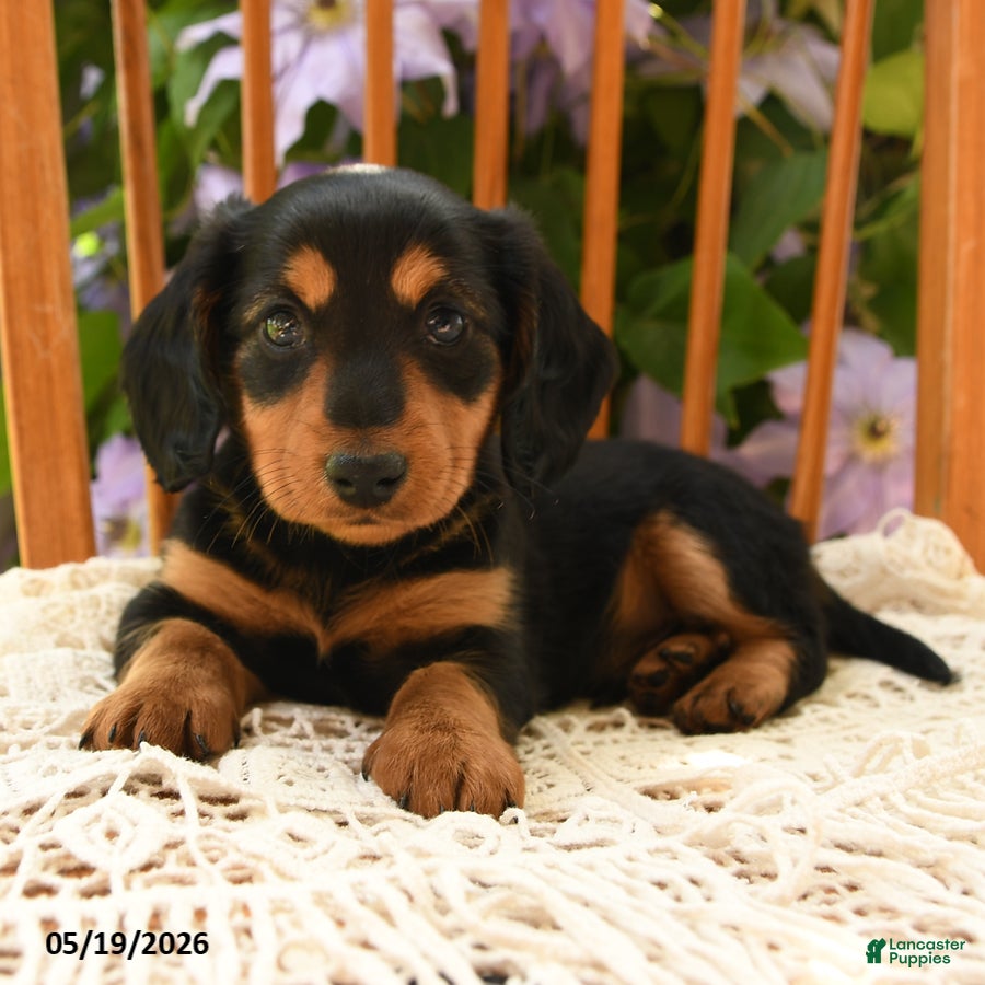 Miniature Dachshund dogs Archie - Ad 1