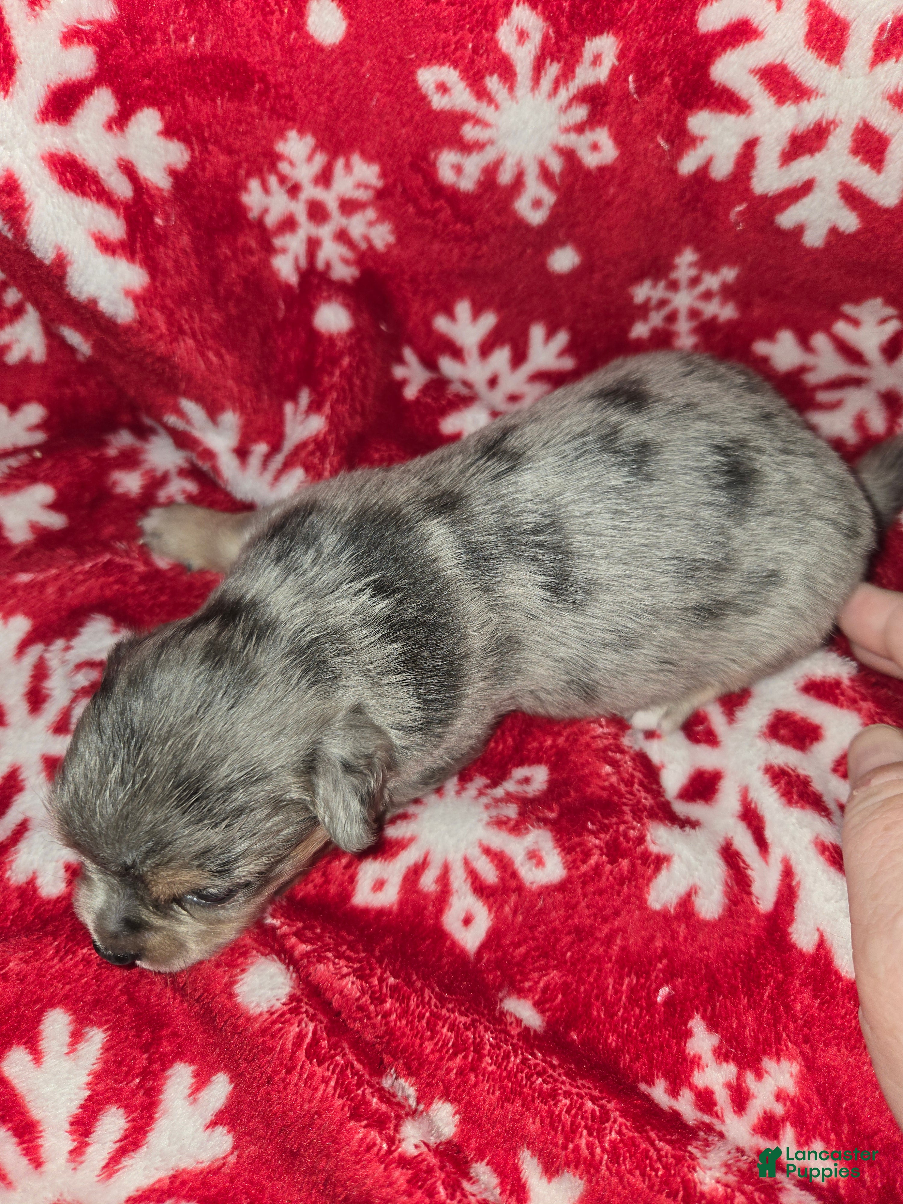 Chihuahua dogs Long Hair Merle Boy - Ad 2