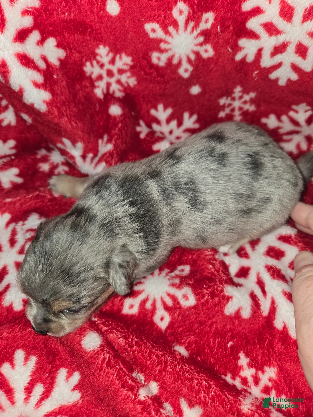 Chihuahua dogs for sale: Long Hair Merle Boy - Ad 2