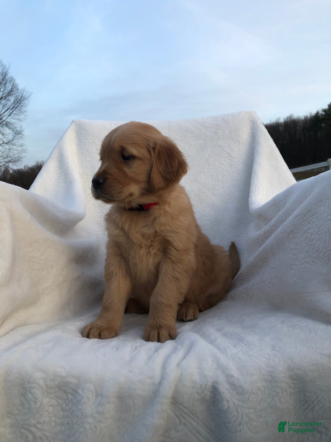 Golden Retriever dogs for sale: Rascal - Ad 2