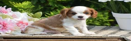 Cavalier King Charles Spaniel dogs for sale: Sunshine - Ad 3