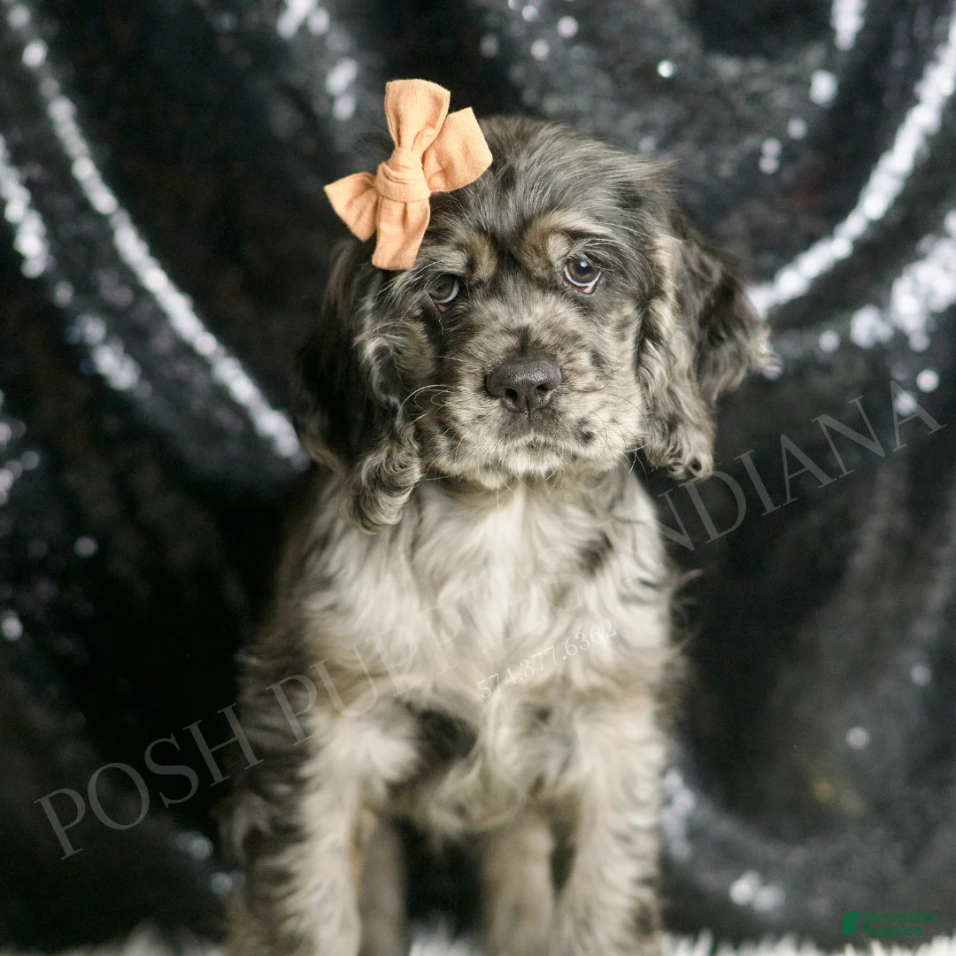 Cocker Spaniel dogs for sale: Fiona - Ad 2