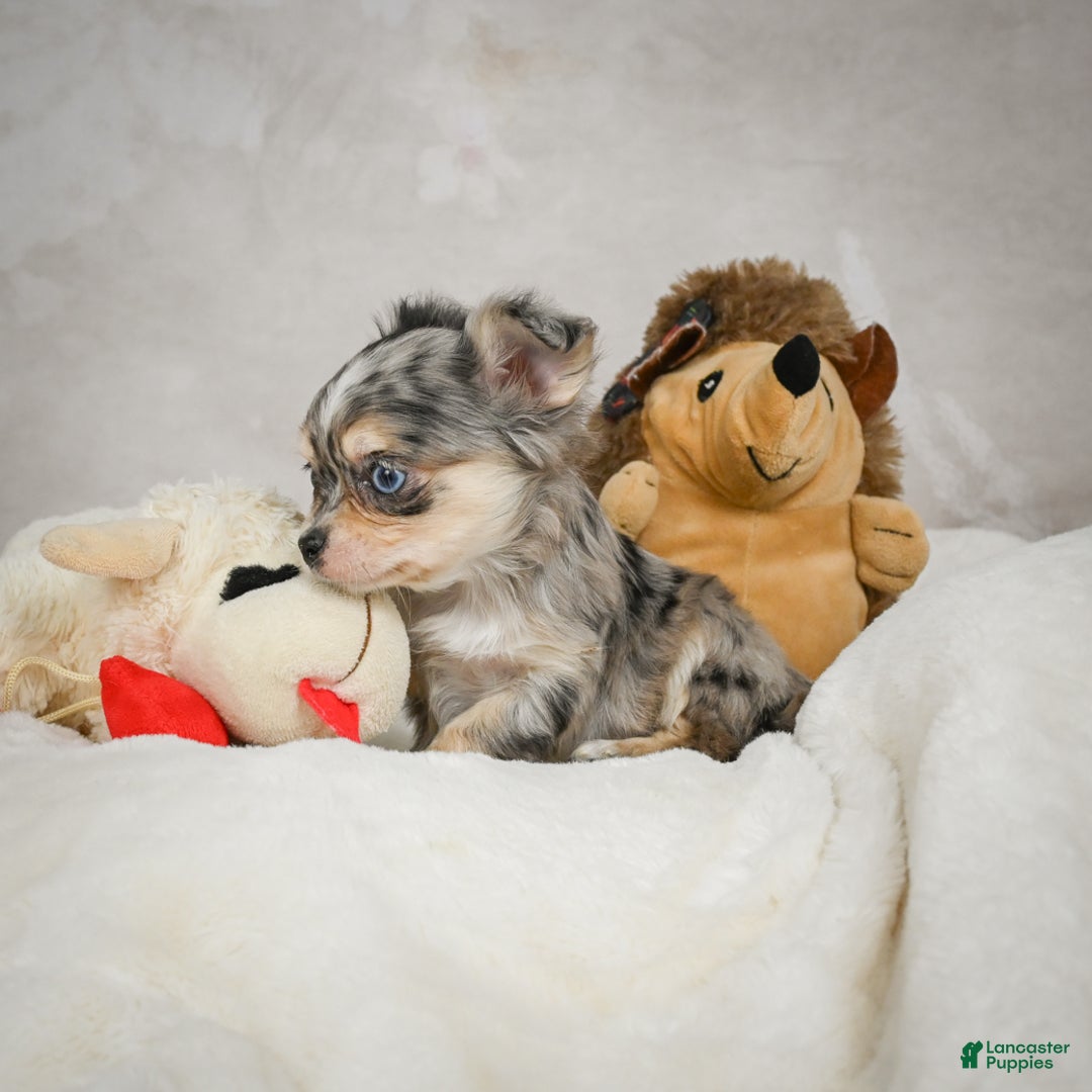 Chihuahua dogs for sale: Bella - Ad 5