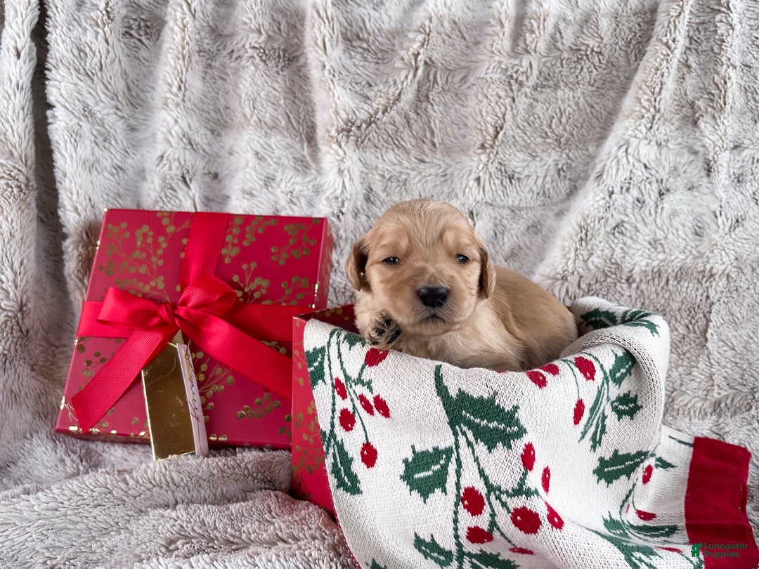 Goldendoodle dogs for sale: Montana  - Ad 5