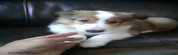 Shetland Sheepdog dogs for sale: Carter - Ad 2